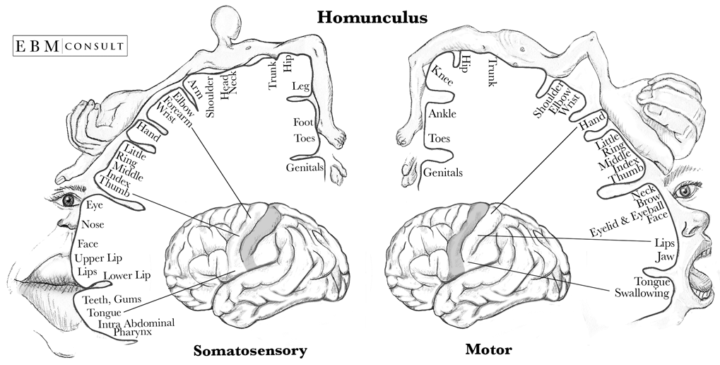 middle cerebral artery homunculus