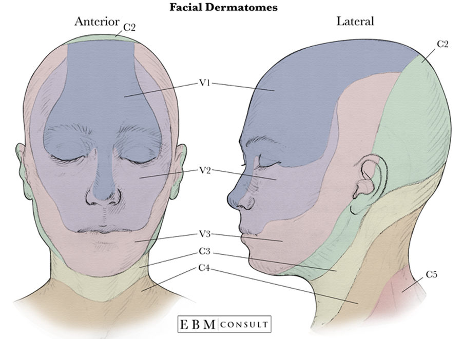 dermatomes face